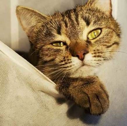 cat hotel ; cat hotel vacation ; 